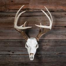 Euro Mount