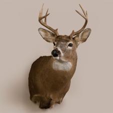 Buck Shoulder Mount